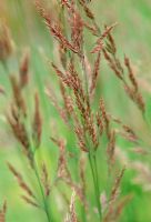 Calamagrostis x acutiflora 'Karl Foerster' - Feather Reed Grass