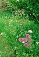 Semi-wild flower meadow. Anthriscus sylvestris - Cow parsley, Alliums and Ranunculus - Buttercups. Fovant Hut Garden, Wilts
 