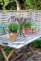 Lavandula stoechas in pots on wooden table with candlestick 