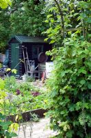 View of potager with raised beds and painted garden shed with tools