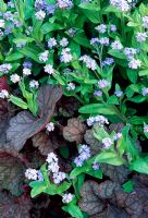 Myosotis 'Royal Blue' and Heuchera 'Cascade Dawn'