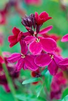 Erysimum 'Ruby Gem'