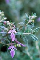 Teucrium fruticans