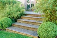 Wooden steps edged with Buxus - Box balls and Bamboo. Late Spring, Fovant Hut Garden, Wilts.
 