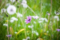 Anemone pavonia amidst Taraxacum - Dandelions in meadow style planting