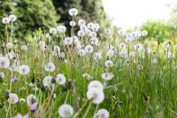 Taraxacum - Dandelion 'clocks' in wildflower meadow