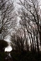 Wintry country lane with line of Alnus - Alder trees