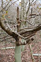 Sciurus carolinensis - Grey squirrel, damage to young Quercus robur - English Oak, in establishing hardwood plantation, Devon UK. The tree leader has been completely ringbarked and spoiled the value for timber