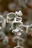 Eucalyptus gunnii AGM juvenile leaves with hoar frost in December