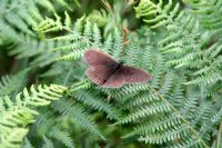 Arethusana arethusa - Ringlet Butterfly resting on Pteridium aquilinum - Bracken