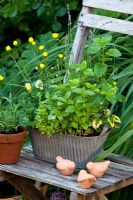 Mixed containers of Chrysanthemum segetum - Corn Marigold, Melissa officinalis 'Aurea' - Lemon Balm, Lavandula - Lavender, Thymus x citriodorus and Alpine Strawberry