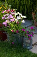 Nicotiana - Tobacco plant, and 'Surfina' Petunia together in a pot