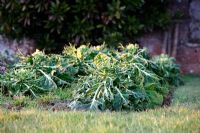 Brassica oleracea - Brussels Sprouts, damaged by Columba palumbus - Woodpigeon