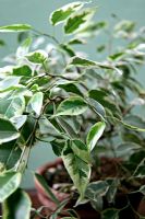 Ficus benjamina 'Kinky'- Weeping Fig