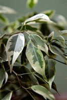 Ficus benjamina 'Kinky' - Weeping Fig
