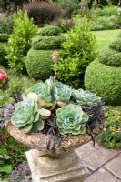 Echeveria - Mexican Snowballs and Ophiopogon, in stone urn. Row of topiary and alternate Laurus nobilis - Bay trees, behind. Mill Dene Garden, June