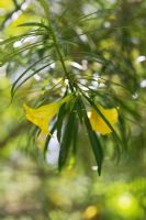 Thevetia peruviana syn. Thevetia nerii - Yellow Oleander