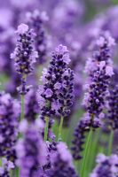 Lavandula angustifolia 'Peter Pan'