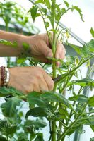 Stopping a Tomato plant by cutting off its leading shoot or growing tip with a penknife