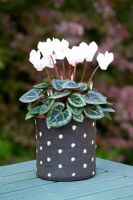 Cyclamen hederifolium - Hardy Cyclamen, in black and white spotty container.