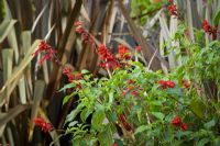 Salvia splendens 'Van Houttei' against the foliage of Phormium 'Dusky Chief'