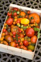Harvested Tomatoes in a wooden box at West Dean Gardens, Hampshire