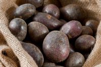 Solanum - Potato 'Shetland Black' in sack, October