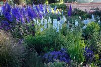 Delphinium 'Finsteraarhorn' and Delphinium 'Ballkleid' with ornamental grasses and Veronica - Speedwell