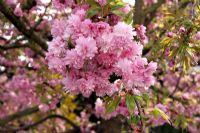 Prunus serrulata 'Kiku-shidare-zakura'