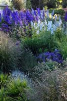 Delphinium 'Finsteraarhorn' and Delphinium 'Ballkleid' with ornamental grasses and Veronica - Speedwell