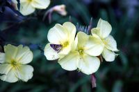 Oenothera biennis with butterfly