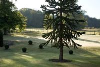 Araucaria araucana - Monkey puzzle tree - in a landscaped garden, with clipped Buxus balls in the lawn. September