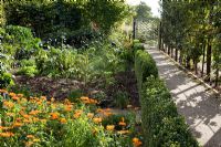 Concrete path through vegetable and herb garden with decorative wooden gate. Espaliered Malus - Apple, Calendula officinalis 'Radio', Dahlias and Buxus - Box hedging 