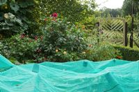 Green netting supported on bamboo canes and pots,  to protect young plants from birds in potager. Dahlias behind