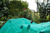 Green netting supported on bamboo canes and pots, to protect young plants from birds in potager. Dahlias behind