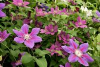 Clematis 'Picardy' in flower in May