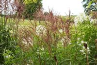 Miscanthus sinensis 'Maleparatus' and Cleome spinosa 'Helen Campbell', September.  