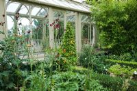 Thunbergia alata 'Suzie' - Black Eyed Susan, in a container on patio outside a conservatory, with Buxus edged borders of  Cirsium rivulare 'Atropurpureum' and Tithonia rotundifolia 'Torch'