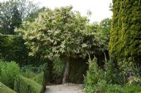 Small garden with gravel path and Prunus laurocerasus - Cherry Laurel Tree, June. 