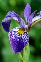 Iris pseudacorus x versicolor 'Limbo'