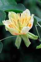 Liriodendron tulipifera - Tulip Tree, June
