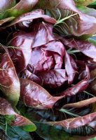 Cichorium intybus 'Palla Rossa Bella' - Chicory