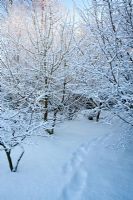 Pathway with snowed-over footprints through small woodland copse in garden, in snow. Including Acer palmatum 'Osakazuki', Acer campestre - Field Maple, Corylus avellana - Hazel