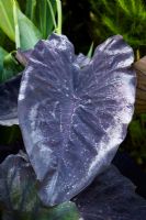 Colocasia esculenta 'Black Magic' - Elephant's Ear, Taro plant growing in the exotic garden at Great Dixter
