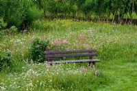 Wooden bench in wildflower meadow with living Willow tunnel behind. Flowers include Leucanthemum vulgare - Ox-eye Daisy, Silene dioica - Red Campion, and Rhinanthus minor - Yellow Rattle