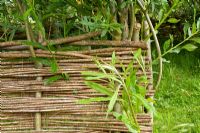 Detail of Salix - Willow weaving, using living uprights