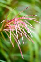 Miscanthus 'Purpurascens'