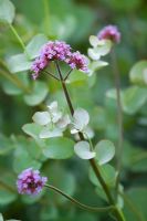 Verbena bonariensis with the young foliage of Eucalyptus gunnii - Cider Gum