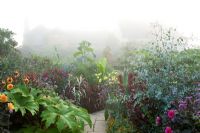 Misty morning in the exotic garden at Great Dixter. Planting includes Dahlias, Arundo donax var. versicolor syn. 'Variegata', Tetrapanax papyrifer, Paulownia tomentosa and Eucalyptus gunnii