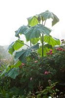 The large leaves of Paulownia tomentosa -  Princess Tree, Empress Tree or Foxglove Tree, early on a misty summer morning at Great Dixter